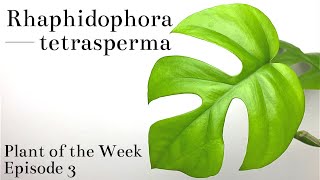 How To Care For Rhaphidophora tetrasperma Mini Monstera  Plant Of The Week Ep 3 [upl. by Yeslrahc125]