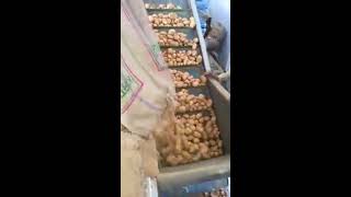 Potato Grader  Kirti Agrotech agriculture potato grader kirtiagrotech coldstorage [upl. by Anitsahs]