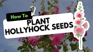 How to Plant Hollyhock Seeds [upl. by Ekal]