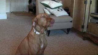 Daisy the Vizsla shows off her dog talk [upl. by Reynold18]