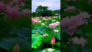 thamarai poovukkum thannikkum  lotus tamil tamilsong  subscribe  like [upl. by Bowden]