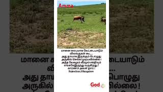 tamil motivation amma love vanga pakalam [upl. by Ateloj]