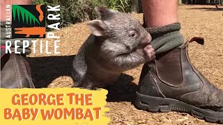 George the baby wombat [upl. by Nelyahs910]