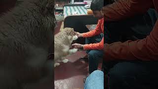 Max🦊 magician ban gaya😍 youtubeshorts shorts maxthesiberianhusky001 [upl. by Intisar]