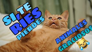 🤣 Si te RÍES PIERDES versión ANIMALES 🛑 NIVEL DIOS 🐱🐶 100 Imposible [upl. by Aineg]