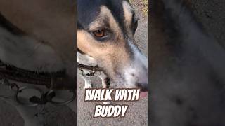 ●●Walk with Buddy ●●streetdogbuddy trending [upl. by Munroe]