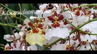 ORQUIDEA ONCIDIUM E SEUS HÍBRIDOS SAIBA CULTIVAR E TER LINDAS FLORES [upl. by Moser]