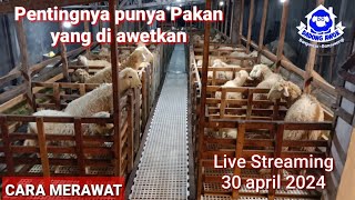 Pentingnya punya pakan yang di awetkan  Ibrahim DADONG AWOK farm peternak kambing Banyuwangi [upl. by Anawd]