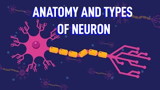 How Does The Structure of Neurons Enable Your Reflexes [upl. by Norrv195]