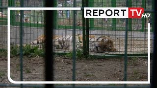 Hapet Kopshti i ri Zoologjik në TiranëRama dhe Veliaj inspektojnë ambientetKryeministriI rilindur [upl. by Suryc806]