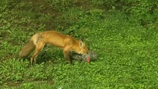 Fox eating my chicken [upl. by Doretta834]