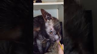 My Lykoi Cat Enjoys a Creamy Snack ASMR catasmr mouthsounds animalasmr lykoi [upl. by Gorman499]