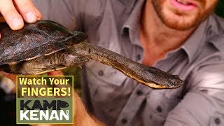 Argentine Snake Necked Turtle Tutorial [upl. by Kanya]