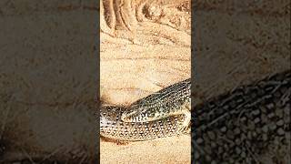 Ocellated Skink Chalcides Ocellatus [upl. by Treblah823]