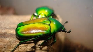 Cetoniidae  Flower Beetles  Rosenkäfer [upl. by Eanrahs]