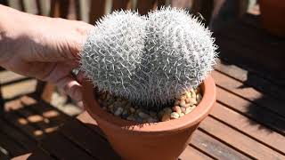 How I take care of cactus Mammillaria parkinsonii [upl. by Resiak]