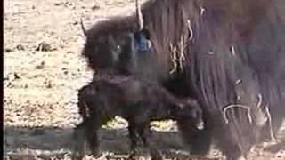 Newborn Tibetan Yak Calf [upl. by Kirstyn]