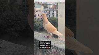 Home breed jarad chotidar🕊️pigeon kabutar subscribe subscribemychannel like share comment ❤️ [upl. by Delanty]