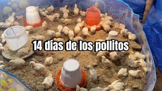 Cómo CRIAR POLLOS DE ENGORDEAvances de campaña [upl. by Mcmaster]