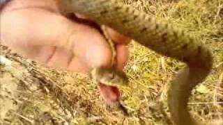 Rother Valley Grass Snake [upl. by Enomsed]