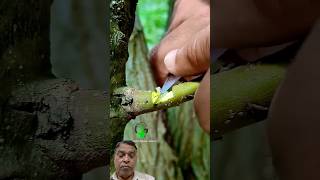 Budding and grafting fruit plant shots greensreen diy garden [upl. by Mercy]