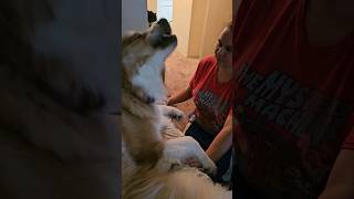 Shake It Dont Spray It shorts dog doglover funny [upl. by Notsirt386]