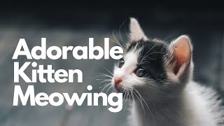 Kitten Meowing Sound Effect  10 Hours [upl. by Yelnahs]