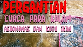 WASPADA AEROMONAS DAN JAMUR IKAN [upl. by Rehotsirhc]