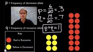 HardyWeinberg Equation [upl. by Hildick]