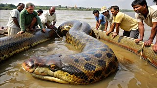 6 MAIORES COBRAS CAPTURADAS EM VÍDEO [upl. by Acirdna]