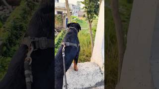 Ye mera adda😈pushpa pushpa2 rottweiler roti trending youtubeshorts viralshorts reels tiktok [upl. by Sibella]