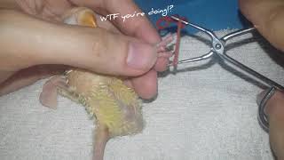 Fixing splayed legs of an african lovebird chick [upl. by Brian]