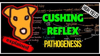 Mechanism of Cushing Reflex Cushing Ulcers Intracranial Hypertension [upl. by Lira]