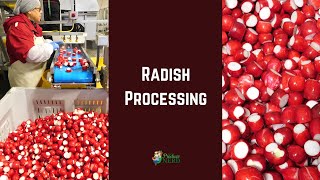 Radish Processing in California Topping and Tailing Radishes [upl. by Gati]