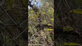 catbirdgnatcatcherbirds shortvideo shorts short video viralvideonatureyoutubeshortsvlog [upl. by Reina332]