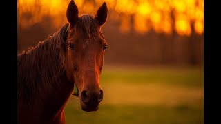 How long do horses live  How do horses live in the wild [upl. by Wenoa]