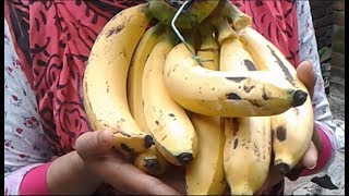 kolar ros bora  banana recipe  amazing  recipe and cooking by street village food [upl. by Cynar750]