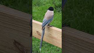 Beautiful Iberian Magpie in China [upl. by Latsirhc]