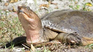 Close call with the Florida softshell turtle [upl. by Eiliak295]