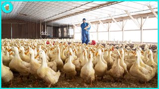 Million Dollar Duck Egg Incubator Farm  Modern Duck Egg Processing Technology [upl. by Galitea673]