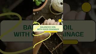 Kentia Palm Plant Care Tips [upl. by Anaiq426]