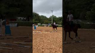 Horse lovers punjabi song trending horse motivation horseriding [upl. by Joacimah661]