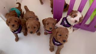 Labradoodle Puppies [upl. by Benito159]