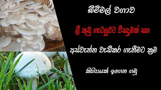 Bimmal wagawa Mushroom Media [upl. by Relyks967]