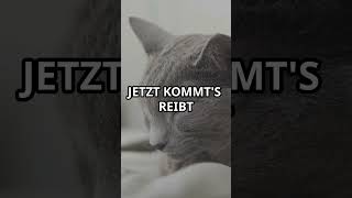 Warum dich deine Katze mit dem Kopf anstößt Die überraschende Wahrheit [upl. by Idnic]