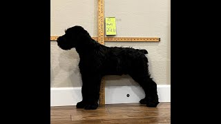 Giant Schnauzer Puppy Time Lapse Growth [upl. by Gifford384]