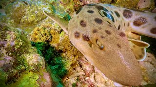 INSANE AGGRESSIVE EPAULETTE SHARK ATTACKS DIVER Diving in Papua New Guinea in 4K60fps [upl. by Enyahs]