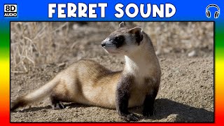 🦡 FERRET SOUND  FERRET SOUND EFFECT  SOUND OF FERRET  NOISE OF FERRET [upl. by Francesco450]