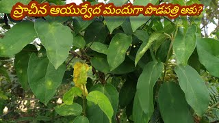 ప్రాచీన ఆయుర్వేద మందుగా పొడపత్రి ఆకు  Podapatri leaf as an ancient Ayurvedic medicine [upl. by Nnyloj587]