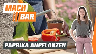 Paprika vorziehen anbauen amp pflegen – alles zum Gemüseanbau 🫑  OBI [upl. by Subocaj]